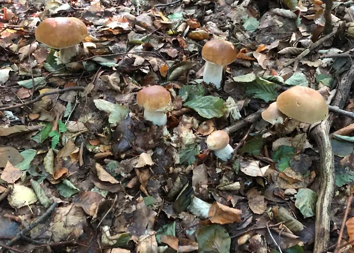 Nadziei * חמיילנו